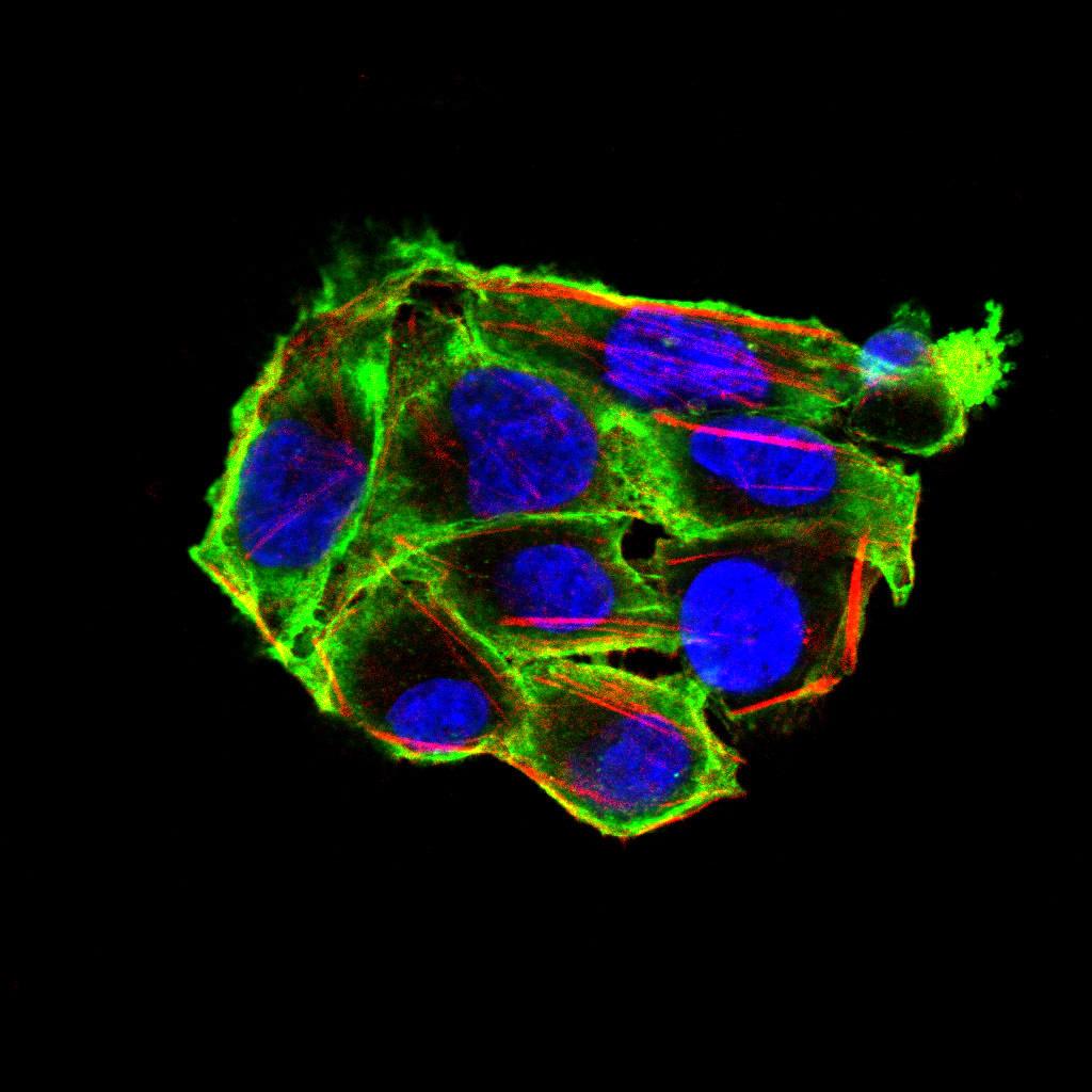 Figure 4:Immunofluorescence analysis of Hela cells using VIL1 mouse mAb (green). Blue: DRAQ5 fluorescent DNA dye. Red: Actin filaments have been labeled with Alexa Fluor- 555 phalloidin. Secondary antibody from Fisher (Cat#: 35503)