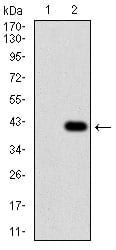 Figure 2: Western blot analysis using CD36 mAb against HEK293 (1) and CD36 (AA: 30-130)-hIgGFc transfected HEK293 (2) cell lysate.