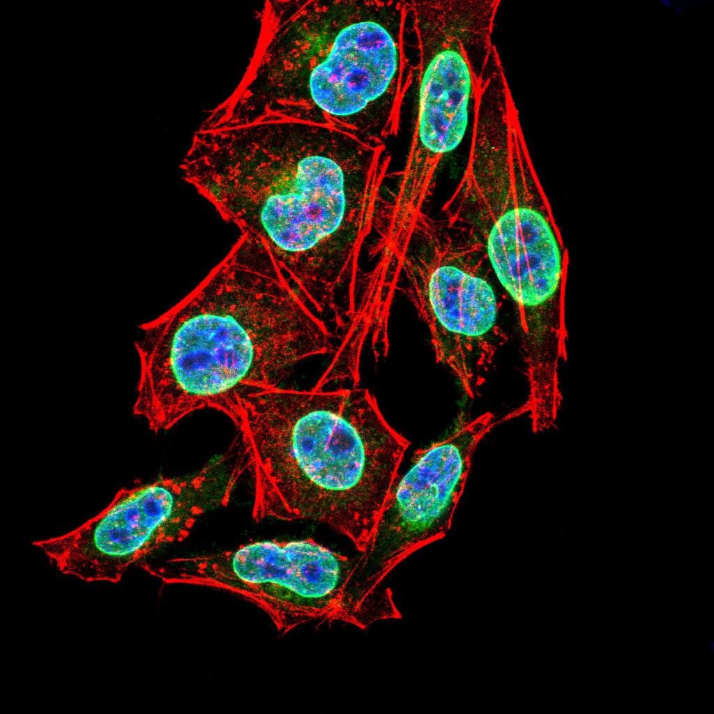 Figure 3:Immunofluorescence analysis of Hela cells using PER3 mouse mAb (green). Blue: DRAQ5 fluorescent DNA dye. Red: Actin filaments have been labeled with Alexa Fluor- 555 phalloidin. Secondary antibody from Fisher (Cat#: 35503)