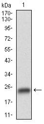 Figure 1: Western blot analysis using GSK3B mAb against human GSK3B (AA: 2-159) recombinant protein. (Expected MW is 20.3 kDa)