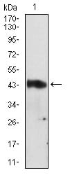 Figure 3: Western blot analysis using SERPINA3 mouse mAb against A549 cell lysate.