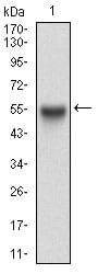 Figure 1: Western blot analysis using APP mAb against human APP (AA: 483-699) recombinant protein. (Expected MW is 50.7 kDa)