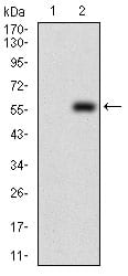 Figure 2: Western blot analysis using PDK2 mAb against HEK293 (1) and PDK2 (AA: 178-404)-hIgGFc transfected HEK293 (2) cell lysate.