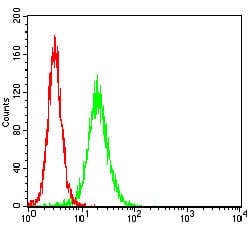 Figure 3: Flow cytometric analysis of Hela cells using CTNNBL1 mouse mAb (green) and negative control (red).