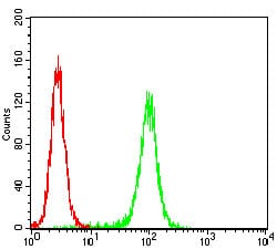 Figure 4: Flow cytometric analysis of Hela cells using EIF5A mouse mAb (green) and negative control (red).