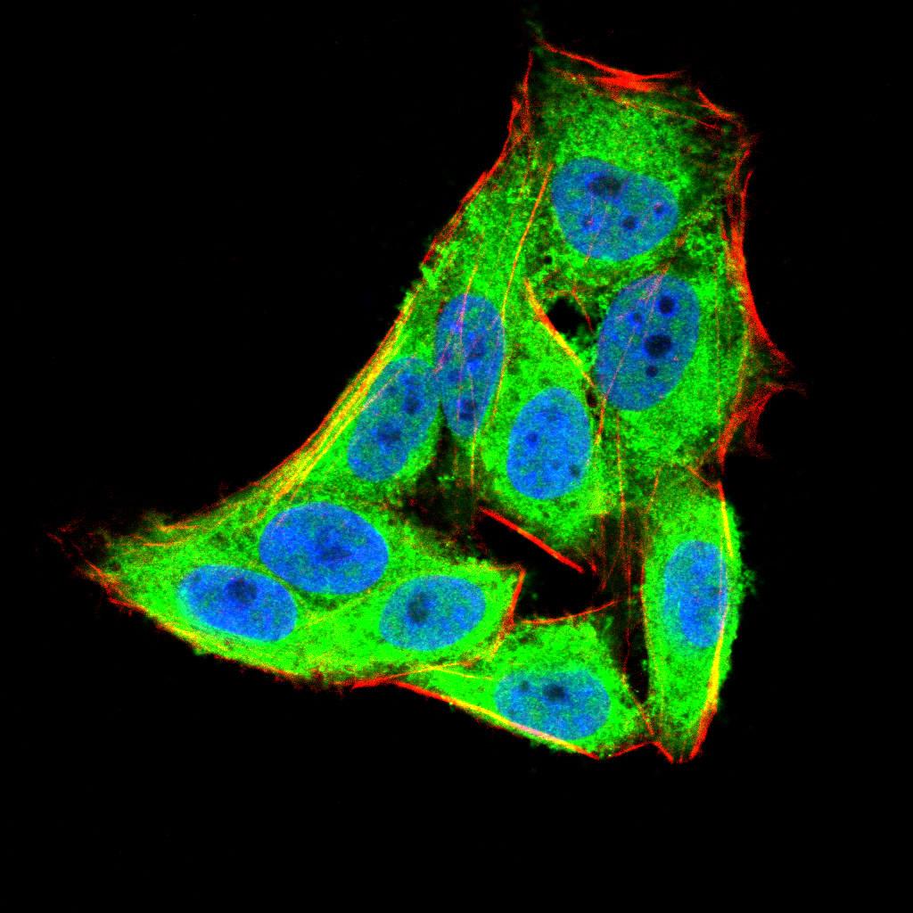 Figure 3:Immunofluorescence analysis of Hela cells using EIF5A mouse mAb (green). Blue: DRAQ5 fluorescent DNA dye. Red: Actin filaments have been labeled with Alexa Fluor- 555 phalloidin. Secondary antibody from Fisher (Cat#: 35503)