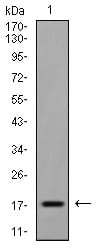 Figure 8:Western blot analysis using EIF5A mouse mAb against Raji (1) cell lysate.