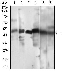 Figure 3: Western blot analysis using CCNA2 mouse mAb against Hela (1), HEK293 (2), Jurkat (3), K562 (4), SK-Br-3 (5), NIH/3T3 (6) cell lysate.