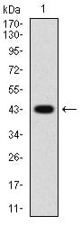 Figure 1: Western blot analysis using CCNA2 mAb against human CCNA2 (AA: 105-233) recombinant protein. (Expected MW is 40.8 kDa)