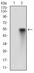 Figure 2: Western blot analysis using CCNA2 mAb against HEK293 (1) and CCNA2 (AA: 105-233)-hIgGFc transfected HEK293 (2) cell lysate.