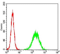 Figure 3: Flow cytometric analysis of Hela cells using TCL1A mouse mAb (green) and negative control (red).