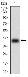 Figure 1: Western blot analysis using TCL1A mAb against human TCL1A (AA: 10-104) recombinant protein. (Expected MW is 37.3 kDa)
