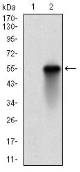 Figure 2: Western blot analysis using CSNK2B mAb against HEK293 (1) and CSNK2B (AA: FULL(1-215))-hIgGFc transfected HEK293 (2) cell lysate.
