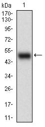 Figure 1: Western blot analysis using APBB1IP mAb against human APBB1IP (AA: 1-151) recombinant protein. (Expected MW is 42.1 kDa)