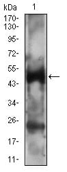 Figure 3: Western blot analysis using PTPN1 mouse mAb against A431 cell lysate.