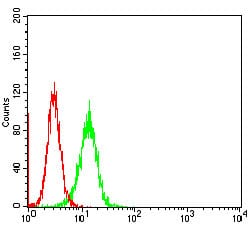 Figure 1: Flow cytometric analysis of Hela cells using Stat5 mouse mAb (green) and negative control (red).
