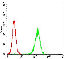 Figure 2: Flow cytometric analysis of Hela cells using MuRF1 mouse mAb (green) and negative control (red).