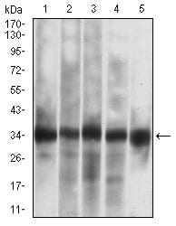 Figure 3: Western blot analysis using CASP-7 mouse mAb against Jurkat (1), HEK293 (2), MOLT4 (3), MCF-7 (4), PC-12 (5) cell lysate.