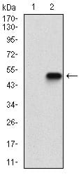 Figure 2: Western blot analysis using CASP-7 mAb against HEK293 (1) and CASP-7 (AA: 29-198)-hIgGFc transfected HEK293 (2) cell lysate.