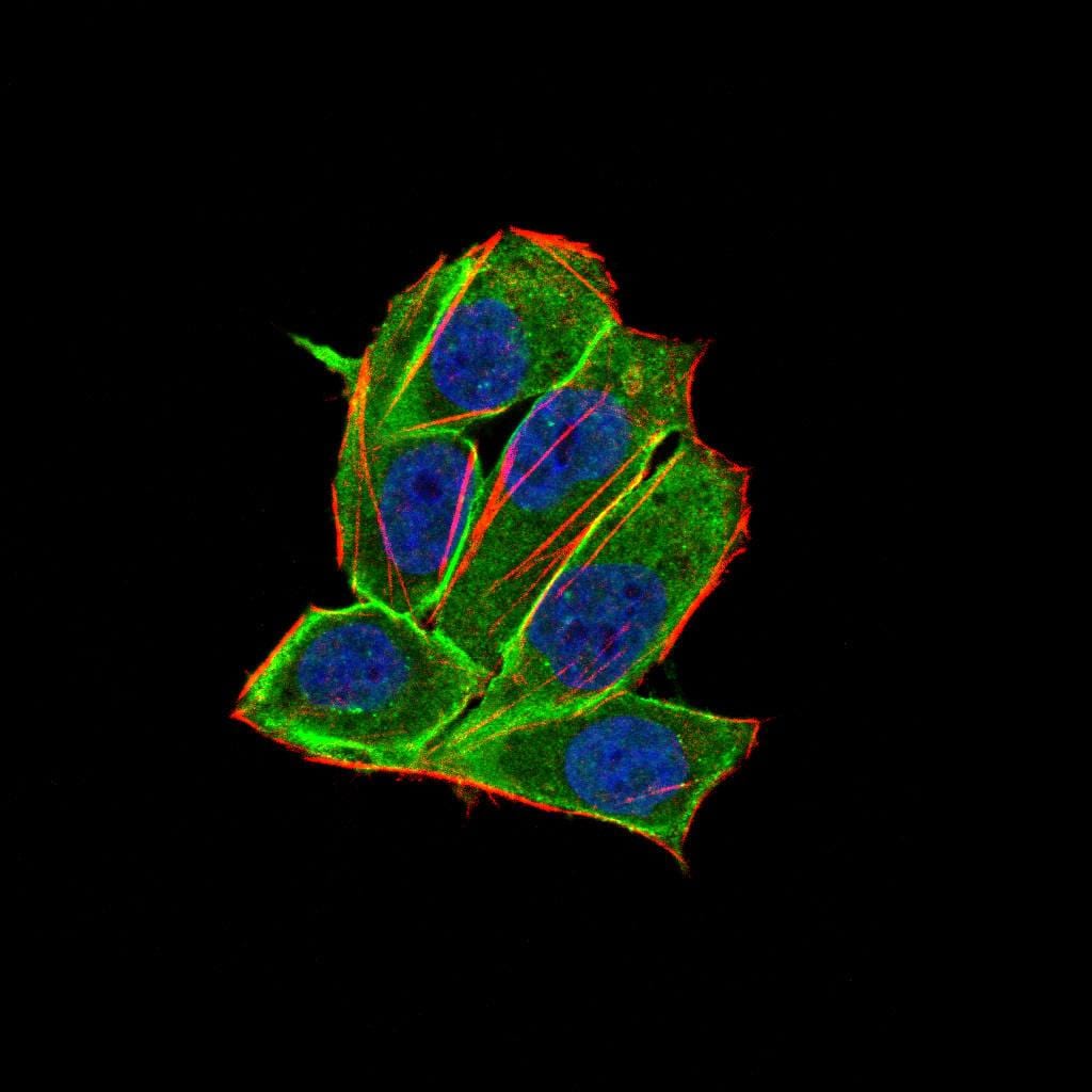 Figure 3:Immunofluorescence analysis of Hela cells using PDGFRA 8E12F2 HELA 100 mouse mAb (green). Blue: DRAQ5 fluorescent DNA dye. Red: Actin filaments have been labeled with Alexa Fluor- 555 phalloidin. Secondary antibody from Fisher (Cat#: 35503)
