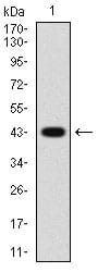 Figure 1: Western blot analysis using PDGFRA mAb against human PDGFRA (AA: 361-528) recombinant protein. (Expected MW is 44.8 kDa)