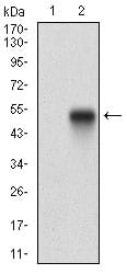 Figure 2: Western blot analysis using PDGFRA mAb against HEK293 (1) and PDGFRA (AA: 361-528)-hIgGFc transfected HEK293 (2) cell lysate.