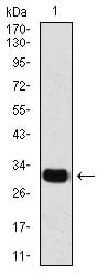 Figure 3: Western blot analysis using SNAI2 mouse mAb against MCF-7 cell lysate.