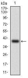 Figure 1: Western blot analysis using SNAI2 mAb against human SNAI2 (AA: 100-200) recombinant protein. (Expected MW is 39.8 kDa)