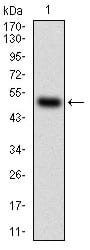 Figure 1: Western blot analysis using HDAC10 mAb against human HDAC10 (AA: 18-219) recombinant protein. (Expected MW is 48.6 kDa)