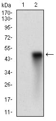 Figure 2: Western blot analysis using HDAC10 mAb against HEK293 (1) and HDAC10 (AA: 18-219)-hIgGFc transfected HEK293 (2) cell lysate.