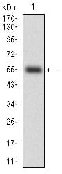 Figure 1: Western blot analysis using CD38 mAb against human CD38 (AA: Extra(43-300)) recombinant protein. (Expected MW is 56.1 kDa)