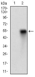 Figure 2: Western blot analysis using CD38 mAb against HEK293 (1) and CD38 (AA: Extra(43-300))-hIgGFc transfected HEK293 (2) cell lysate.