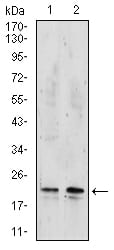 Figure 4:Western blot analysis using NME2 mouse mAb against Hela (1), and Raji (2) cell lysate.