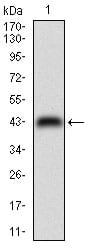 Figure 1: Western blot analysis using NME2 mAb against human NME2 (AA: FULL(1-152)) recombinant protein. (Expected MW is 43.2 kDa)