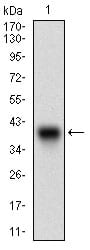 Figure 1: Western blot analysis using CDH17 mAb against human CDH17 (AA: extra(600-707)) recombinant protein. (Expected MW is 37.9 kDa)