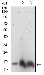 Figure 1: Western blot analysis using AHH3 mouse mAb against NIH3T3 (1), Hela (2), K562 (3) cell lysate.
