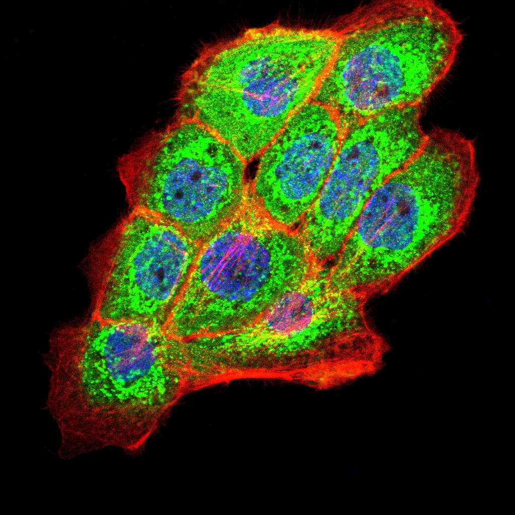 Figure 2:Immunofluorescence analysis of A431 cells using PKHD1 Rat mAb (green). Blue: DRAQ5 fluorescent DNA dye. Red: Actin filaments have been labeled with Alexa Fluor- 555 phalloidin. Secondary antibody from Fisher (Cat#: 35503)