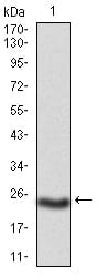 Figure 1: Western blot analysis using PKHD1 mAb against mouse PKHD1(AA: 3878-4060) recombinant protein. (Expected MW is 23 kDa)