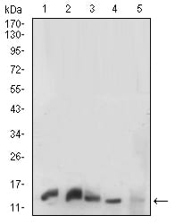 Figure 1: Western blot analysis using HH3 mouse mAb against K562 (1), C6(2),HEK293(3),PC-12(4) and NIH/3T3(5) cell lysate.