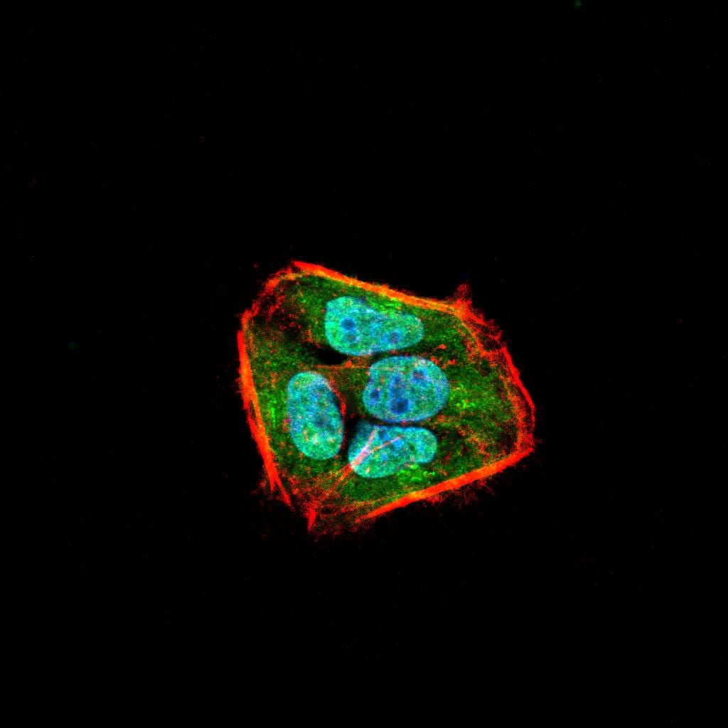 Figure 1:Immunofluorescence analysis of Hela cells using SLINGSHOT-1L mouse mAb (green). Blue: DRAQ5 fluorescent DNA dye. Red: Actin filaments have been labeled with Alexa Fluor- 555 phalloidin. Secondary antibody from Fisher (Cat#: 35503)