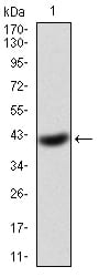 Figure 1: Western blot analysis using EIF5A mAb against human EIF5A(AA: 1-154) recombinant protein. (Expected MW is 42.8 kDa)