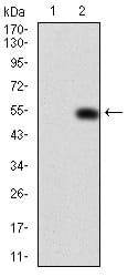Figure 2: Western blot analysis using PDGFRA mAb against HEK293 (1) and PDGFRA(AA: 361-528)-hIgGFc transfected HEK293 (2) cell lysate.