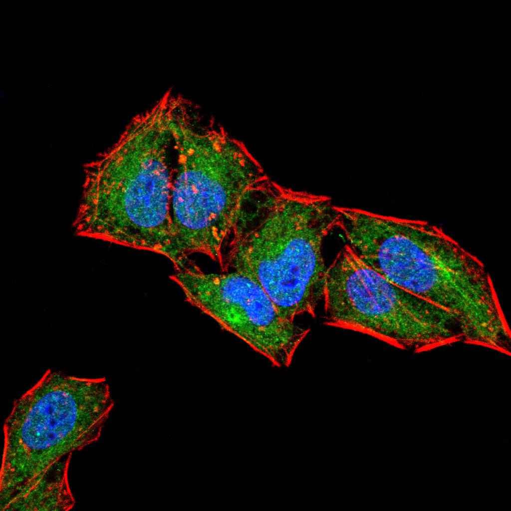 Figure 3:Immunofluorescence analysis of Hela cells using CD6 mouse mAb (green). Blue: DRAQ5 fluorescent DNA dye. Red: Actin filaments have been labeled with Alexa Fluor- 555 phalloidin. Secondary antibody from Fisher (Cat#: 35503)
