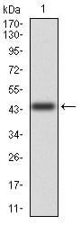 Figure 1: Western blot analysis using CD6 mAb against human CD6(AA: 18-199) recombinant protein. (Expected MW is 44.8 kDa)