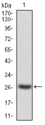 Figure 1: Western blot analysis using JAK2 mAb against human JAK2(AA: 745-955) recombinant protein. (Expected MW is 27.1 kDa)