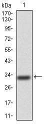 Figure 1: Western blot analysis using GAB1 mAb against human GAB1(AA:661-724) recombinant protein. (Expected MW is 32.4 kDa)