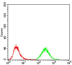 Figure 2: Flow cytometric analysis of Jurkat cells using MDM2 mouse mAb (green) and negative control (red).