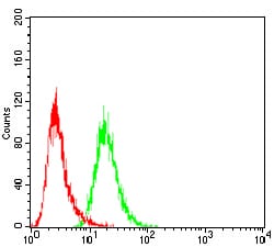 Figure 1: Flow cytometric analysis of Hela cells using MDM2 mouse mAb (green) and negative control (red).