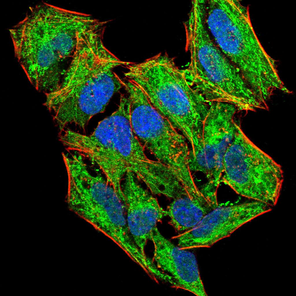 Figure 3:Immunofluorescence analysis of Hela cells using LHR-29 mouse mAb (green). Blue: DRAQ5 fluorescent DNA dye. Red: Actin filaments have been labeled with Alexa Fluor- 555 phalloidin. Secondary antibody from Fisher (Cat#: 35503)