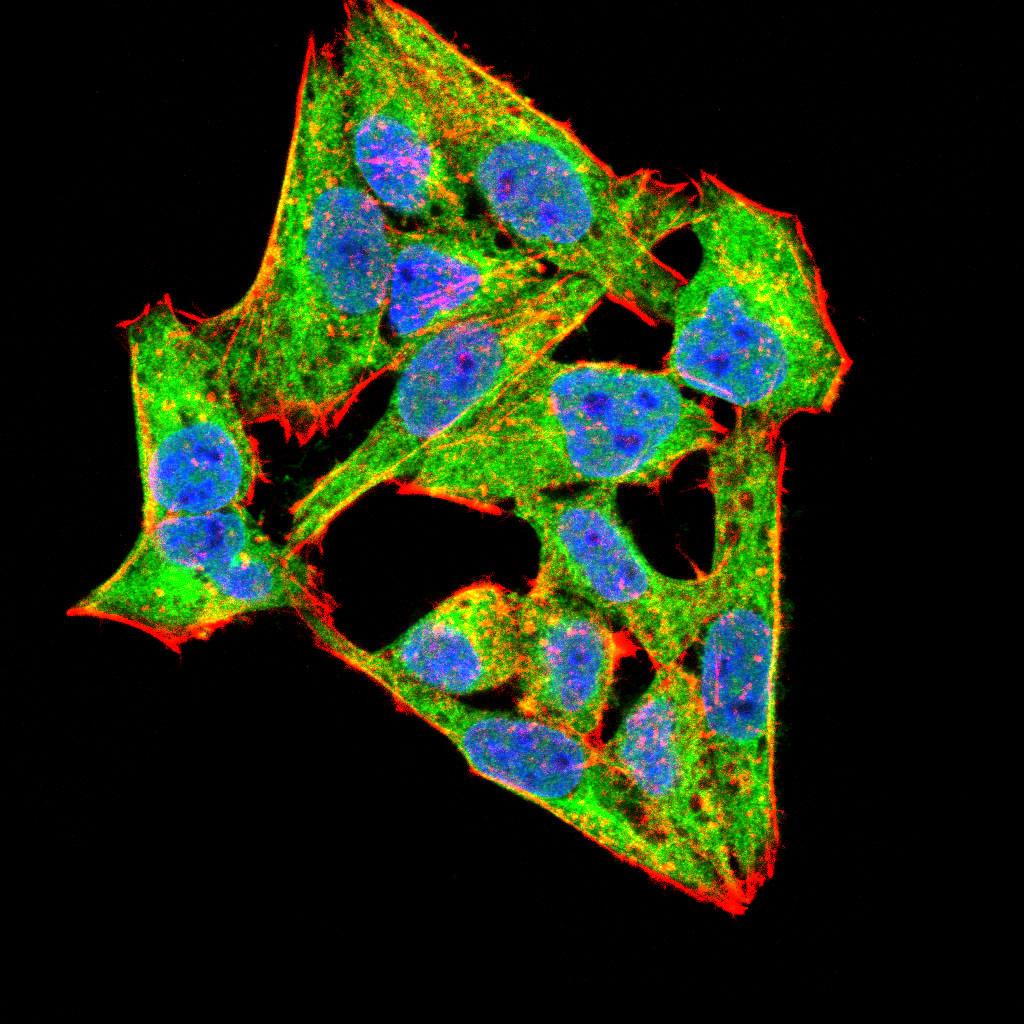 Figure 4:Immunofluorescence analysis of Hela cells using NOX4 mouse mAb (green). Blue: DRAQ5 fluorescent DNA dye. Red: Actin filaments have been labeled with Alexa Fluor- 555 phalloidin. Secondary antibody from Fisher (Cat#: 35503)